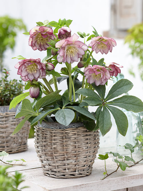 Kaufen Helleborus Double Ellen Picotee