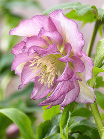 Helleborus Double Ellen Pink