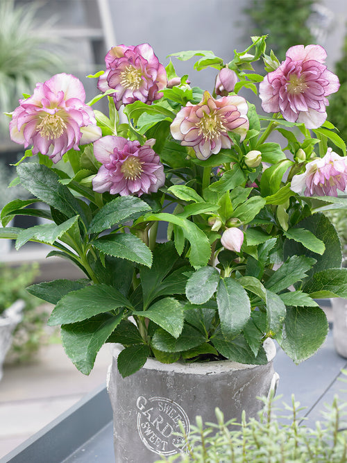 Kaufen Helleborus Double Ellen Pink