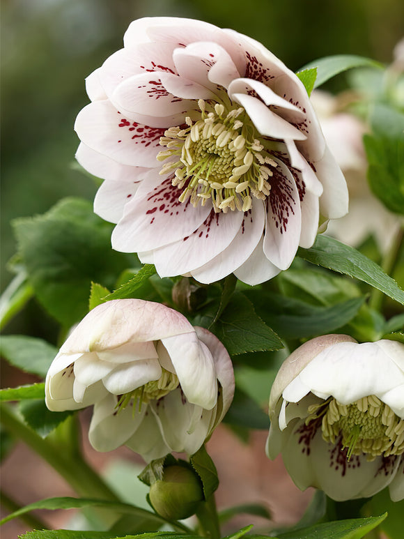 Kaufen Helleborus Double Ellen Pink Spotted