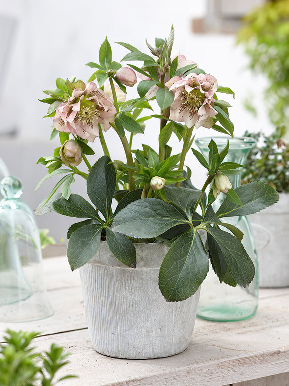 Helleborus Double Ellen Pink Spotted | DutchGrown™