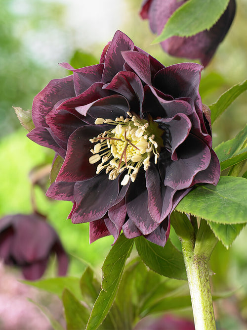 Kaufen Helleborus Double Ellen Purple