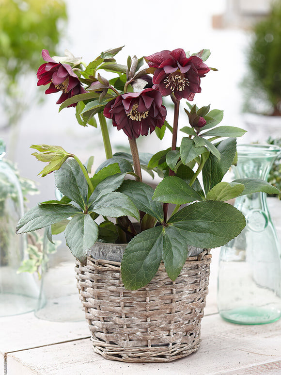 Helleborus Double Ellen Purple | DutchGrown™