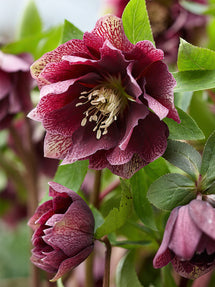 Helleborus Double Ellen Red