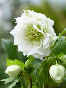 Helleborus Double Ellen White