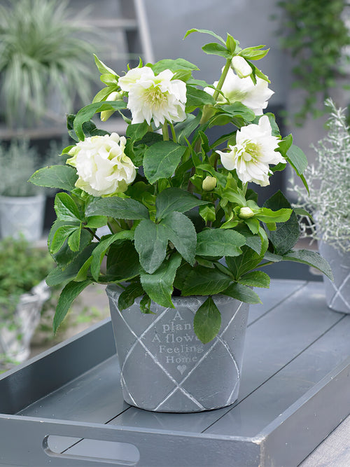 Helleborus Double Ellen White | DutchGrown™