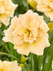 Taglilie Schnickel Fritz (Hemerocallis)