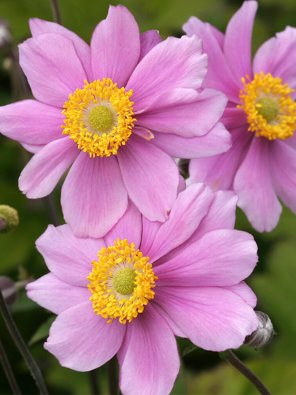 Anemone Japonica Serenade Herbstanemone Bestellen anemone-japonica-serenade-herbstanemone-bestellen