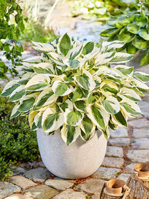 Hosta Patriot