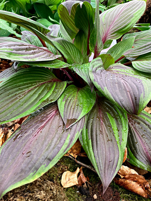 Hosta RED NINJA ('Nk2021') kaufen, Lieferung im Frühjahr