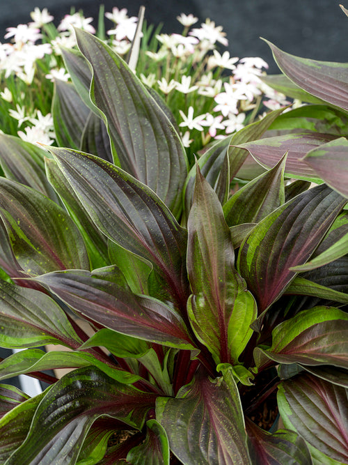 Hosta RED NINJA ('Nk2021') für Sonne und Halbschatten