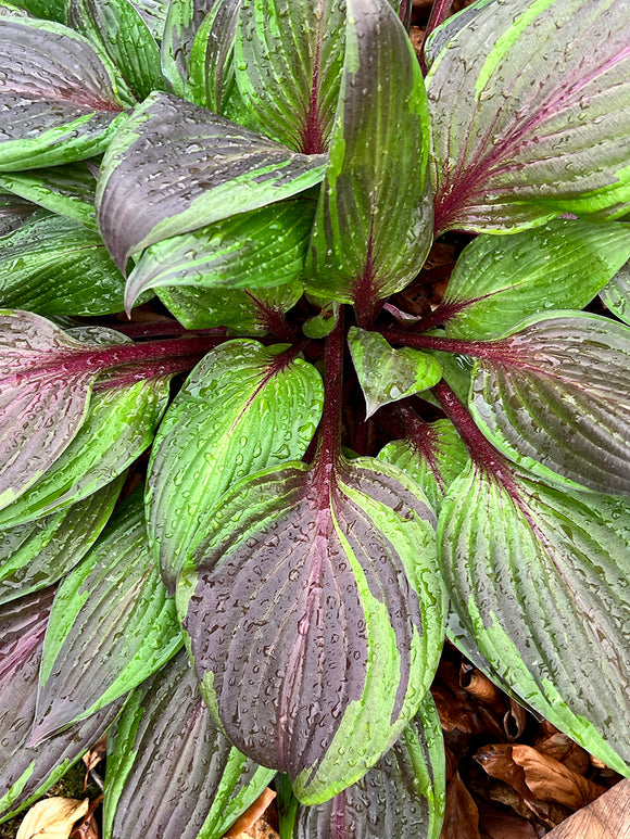 Hosta RED NINJA ('Nk2021') online kaufen