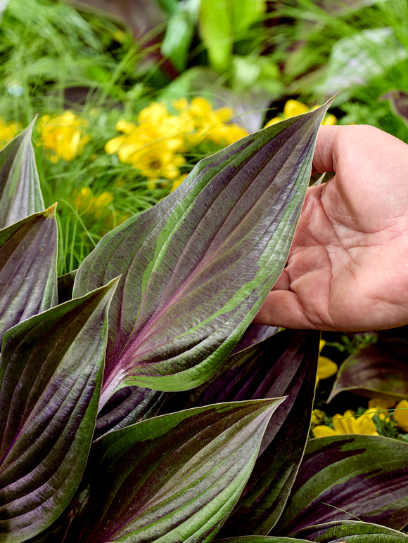 Hosta RED NINJA ('Nk2021') mit dunkelgrünem Laub
