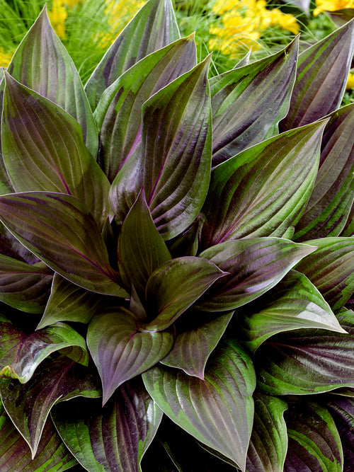 Winterharte Hosta RED NINJA ('Nk2021')