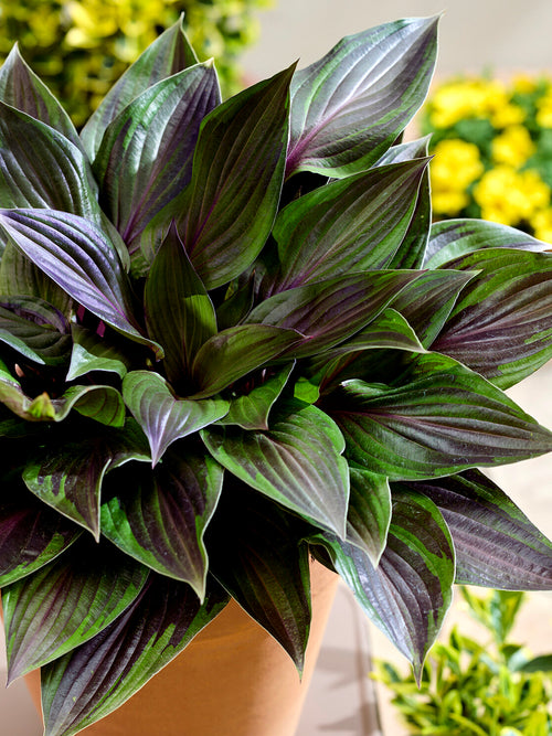 Hosta RED NINJA ('Nk2021') für pflegeleichte Gärten