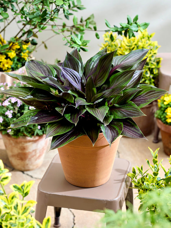 Hosta RED NINJA ('Nk2021') mit leuchtend roten Blattstielen