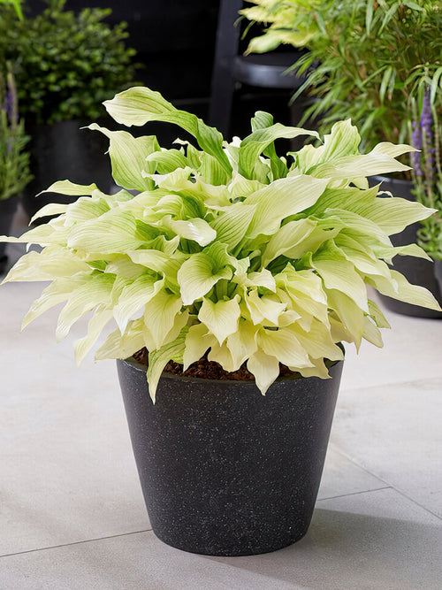 Kaufen Sie Hosta 'White Feather' in Spitzengröße aus Holland