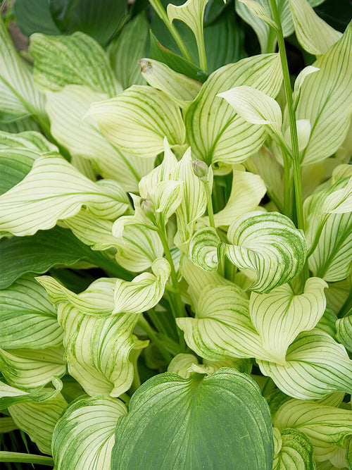 Kaufen Sie Hosta 'White Feather' in Spitzengröße aus Holland