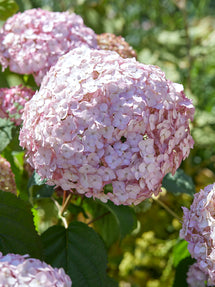 Hortensie Candybelle Bubblegum