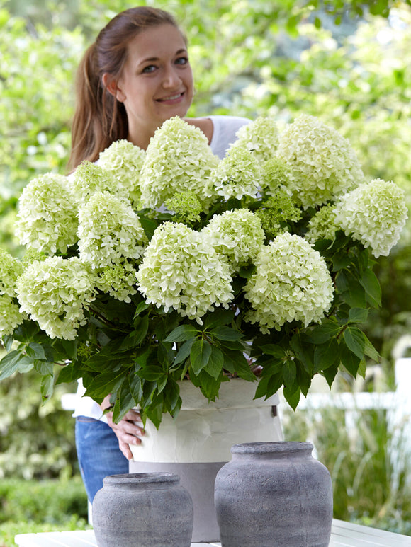 Hortensie Little Spooky kaufen