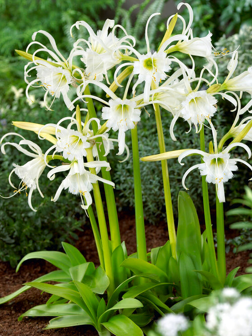 Hymenocallis Festalis Zwanenburg | Duftende Spinnenlilien