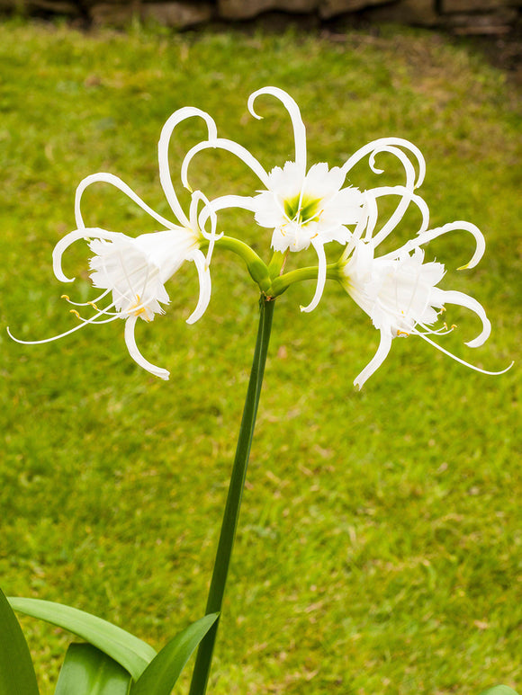 Hymenocallis Festalis Zwanenburg | Duftende Spinnenlilien Blumenzwiebeln kaufen