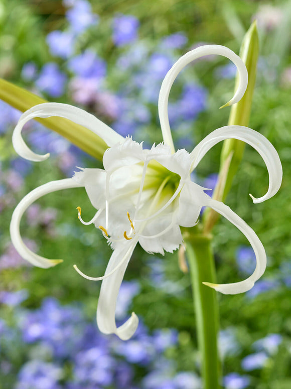 Hymenocallis Festalis Zwanenburg | Duftende Spinnenlilien Zwiebeln