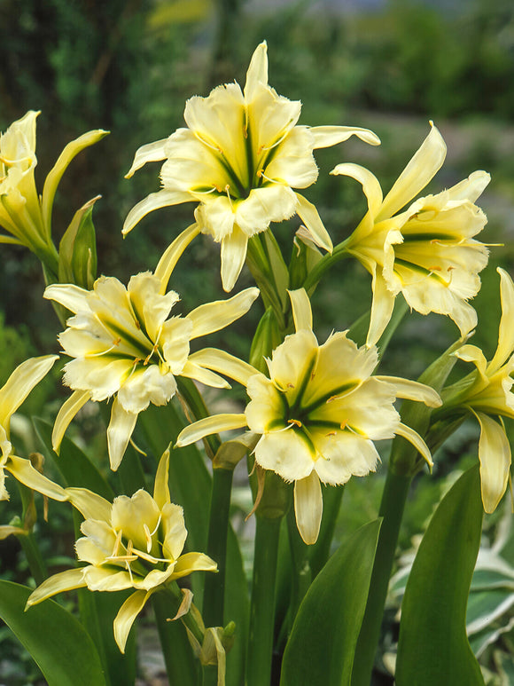 Hymenocallis Sulphur Queen Spinnenlilien Blumenzwiebeln