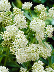 Asclepias (Seidenpflanze) Ice Ballet