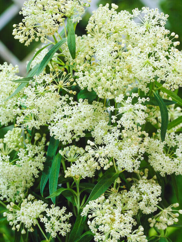 Kaufen Asclepias (Seidenpflanze) Wurzelnackte Pflanzen