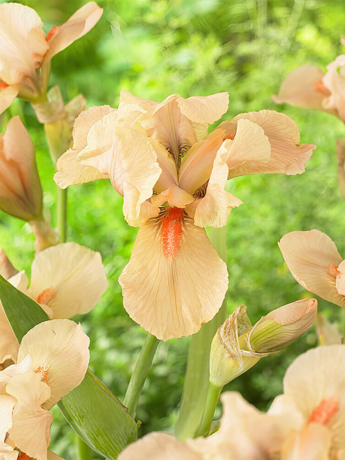 Kaufen Sie Iris Siberica in Spitzengröße aus Holland