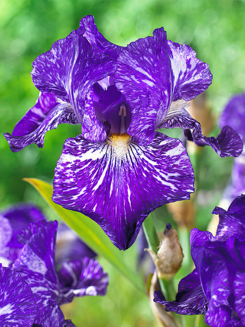 Deutsche Schwertlilie - Iris germanica 'Batik'