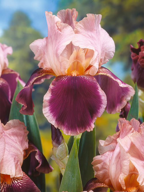 Kaufen Sie Iris Siberica in Spitzengröße aus Holland