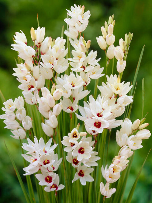 Ixia Giant Blumenzwiebeln aus Holland kaufen
