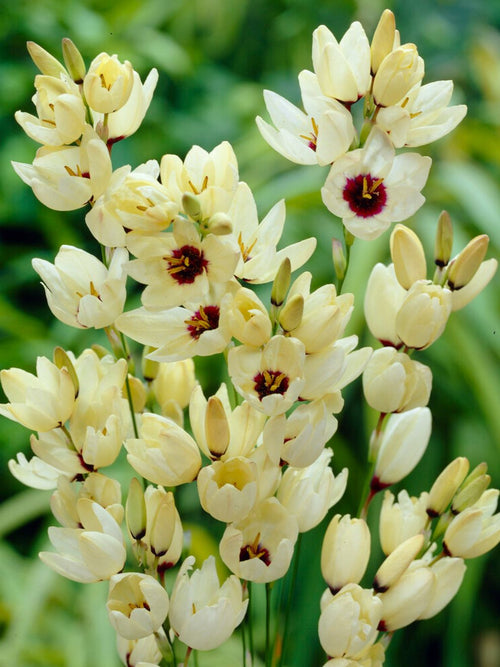 Kaufen Ixia Hogarth aus Holland