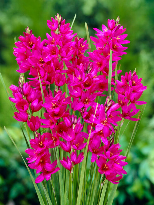 Kaufen Ixia Mabel