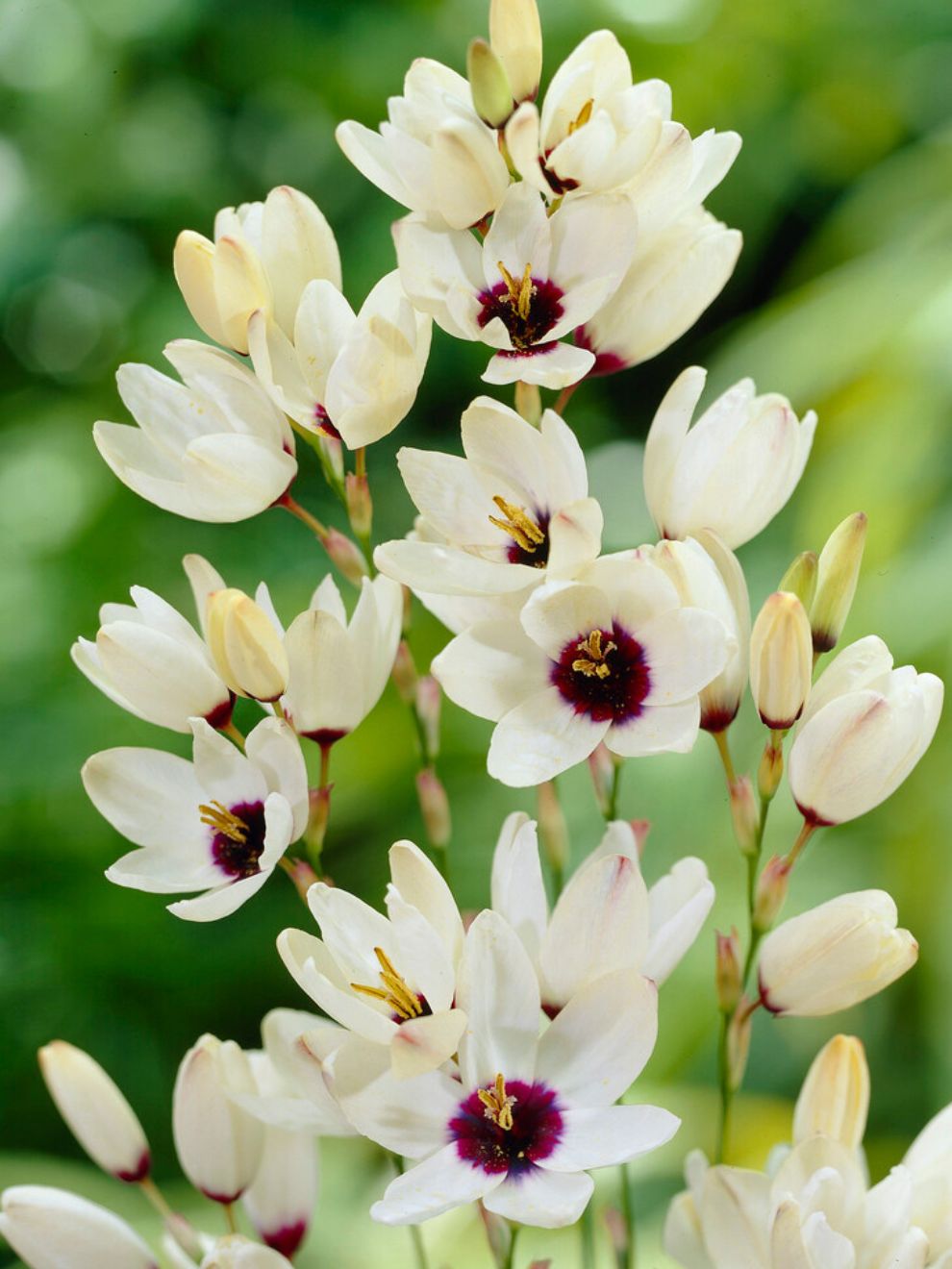 Ixia Ixia Marquette | Kaufen Sie Ixia-Zwiebeln online | DutchGrown™