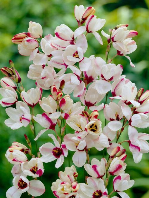 Kaufen Ixia Spotlight