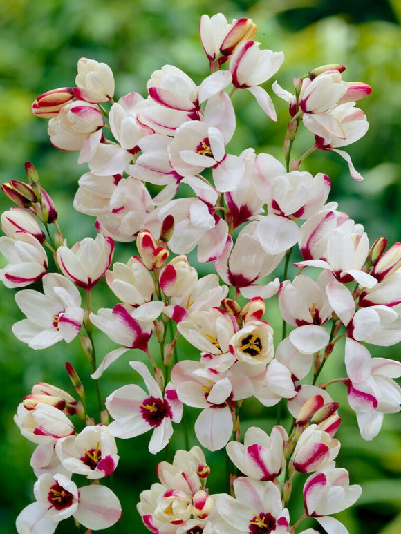 Kaufen Ixia Spotlight