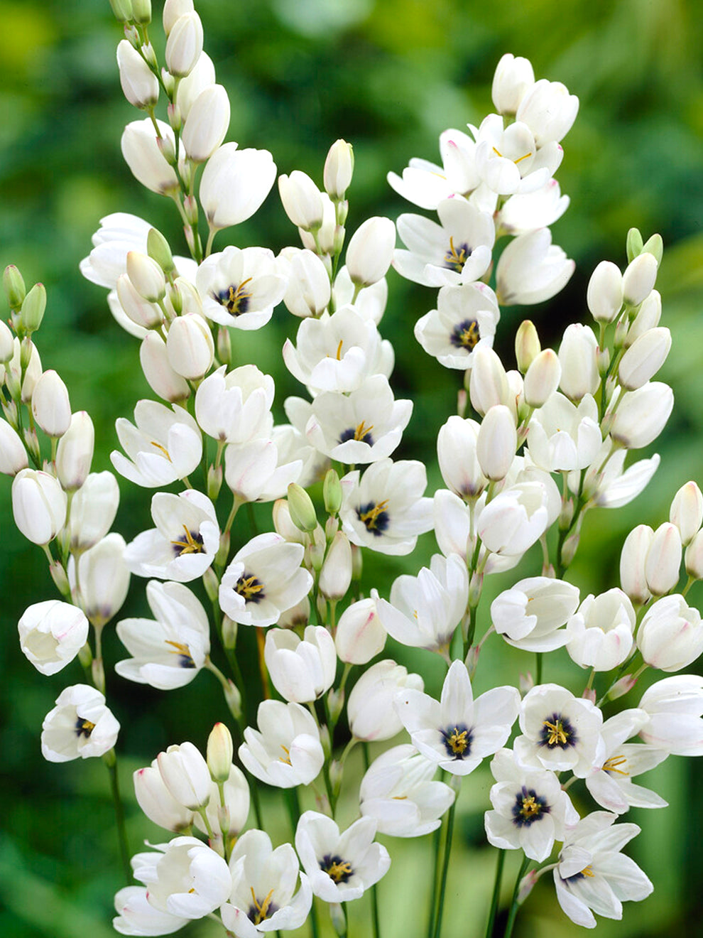 Ixia Weiße Ixia