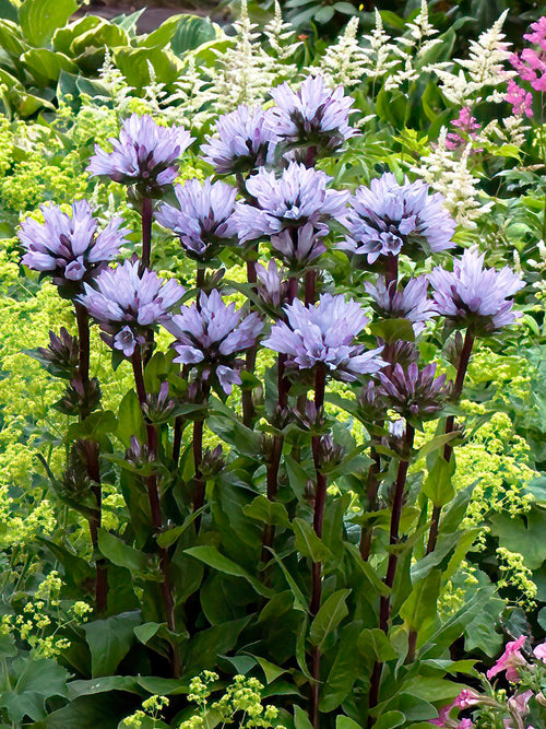 Knauel-Glockenblume (Campanula) Emerald Campanula glomerata 'Emerald' Stauden