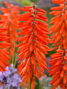 Fackellilie Elvira (Kniphofia)