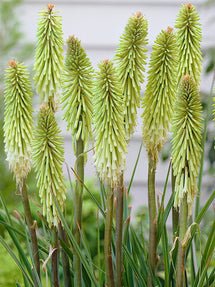 Fackellilie Green Jade (Kniphofia)