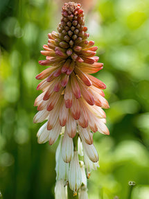 Fackellilie Orange Vanilla Popsicle (Kniphofia)