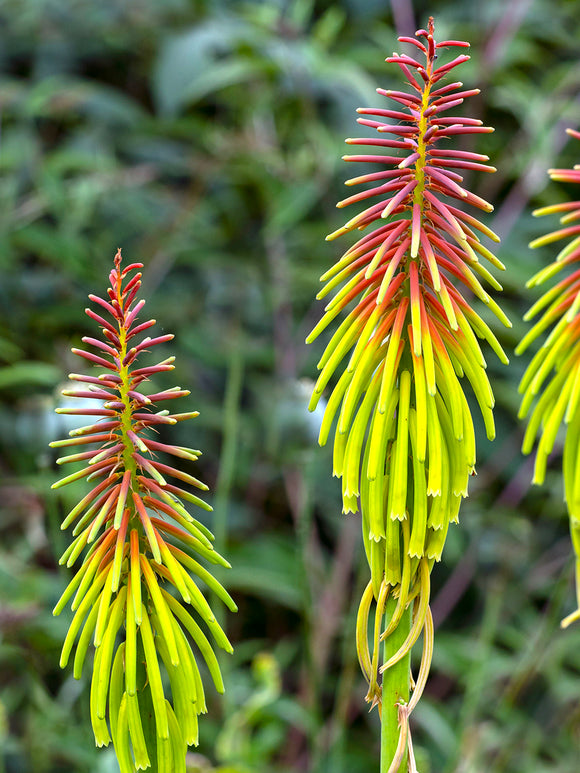 Fackellilie Rufa Rasta (Kniphofia)