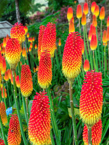 Fackellilie Uvaria (Kniphofia)