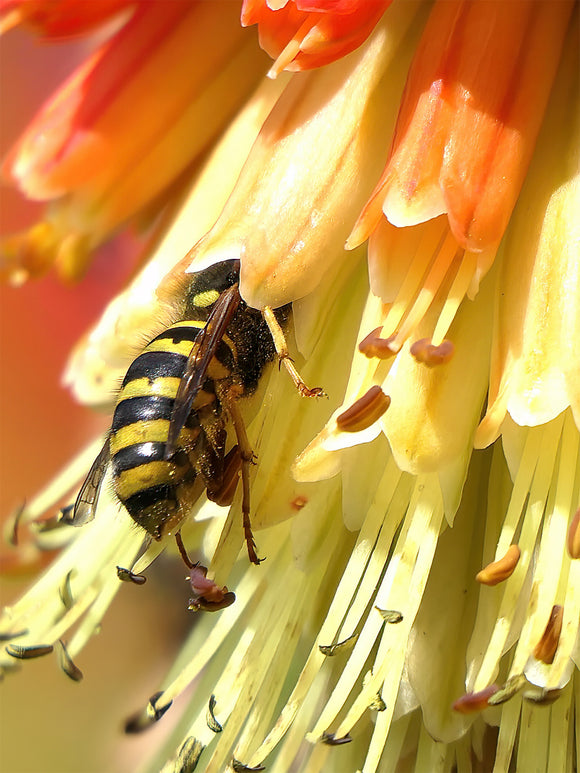 Fackellilie Uvaria (Kniphofia)