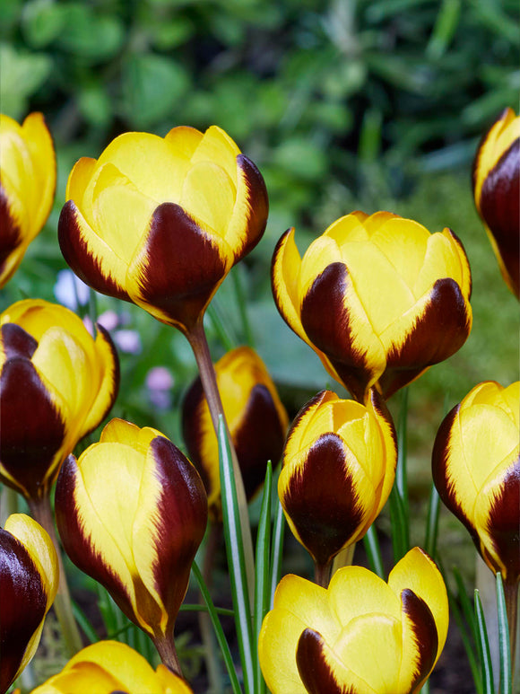 Kleine Gruppe von Krokus Queen Bee im Morgenlicht