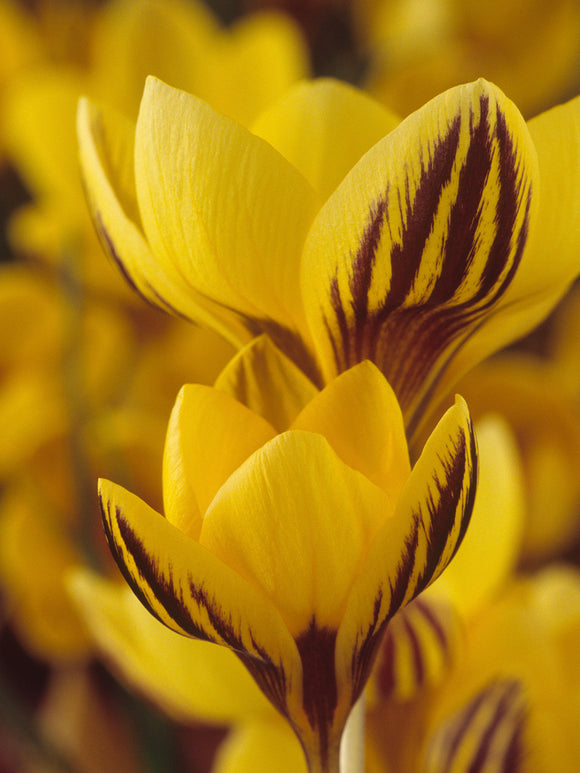 Krokus Gipsy Girl blüht in einem sonnigen Gartenbeet