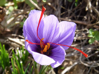 Safran-Krokus herbstblühend kaufen